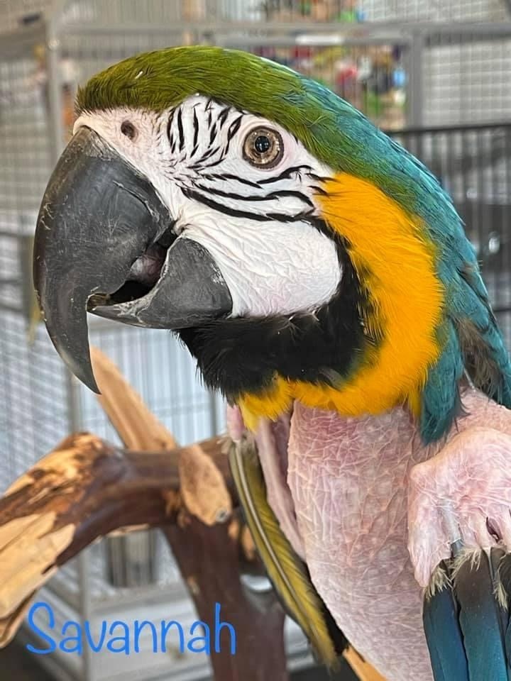 Enlarge Savannah, a Adoptable Macaw in Blairstown, NJ image 1/2