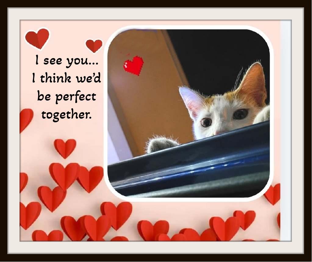 Enlarge Meet Kallie.....Warning: extreme snuggle potential. , a ADOPTABLE Domestic Short Hair in Winston Salem, NC image 5/6