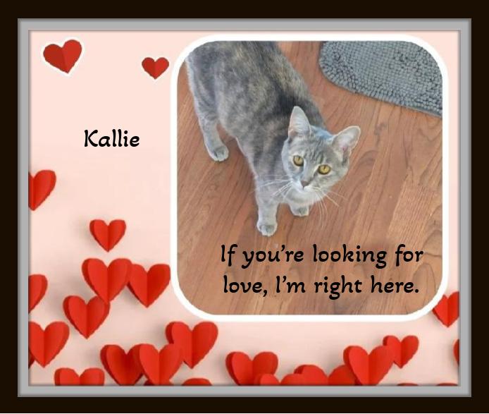 Enlarge Meet Kallie.....Warning: extreme snuggle potential. , a ADOPTABLE Domestic Short Hair in Winston Salem, NC image 4/6