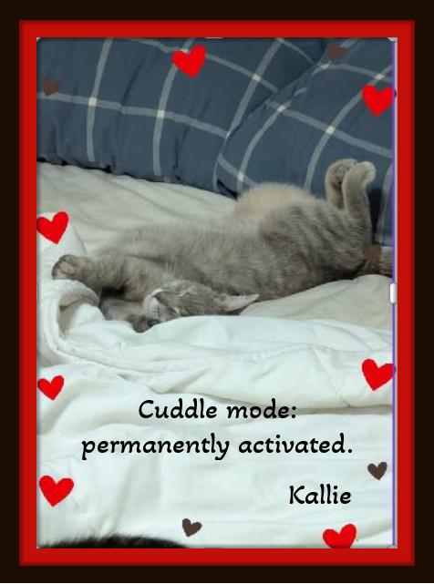 Enlarge Meet Kallie.....Warning: extreme snuggle potential. , a ADOPTABLE Domestic Short Hair in Winston Salem, NC image 6/6