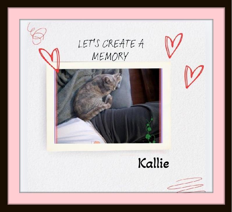 Enlarge Meet Kallie.....Warning: extreme snuggle potential. , a ADOPTABLE Domestic Short Hair in Winston Salem, NC image 2/6