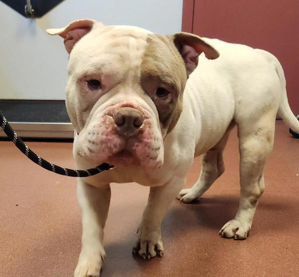Enlarge Tumnus, a Adoptable mixed breed in Oakland, CA image 1/1