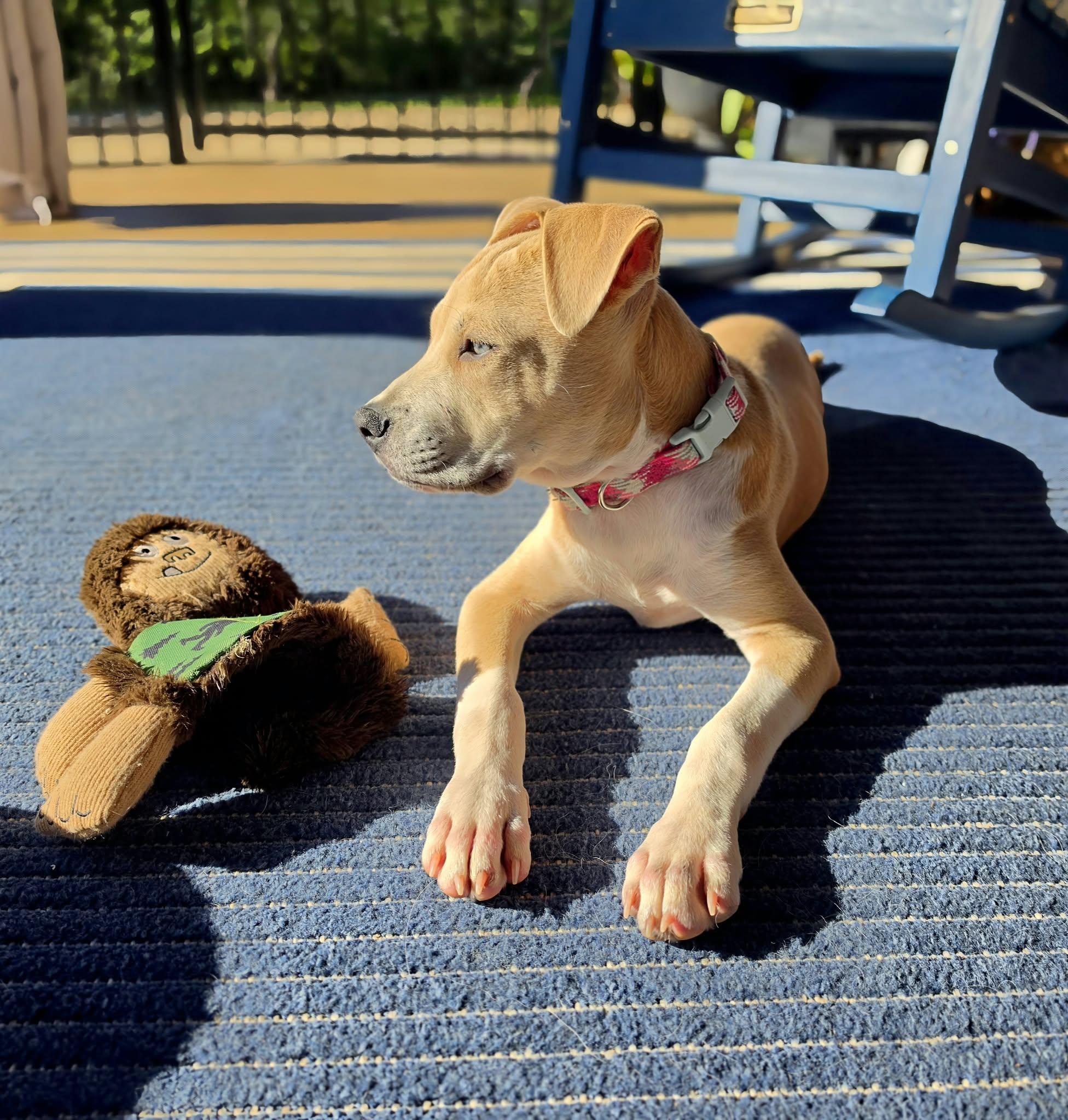 Enlarge Rayne, a Adoptable mixed breed in Nashua, NH image 5/6