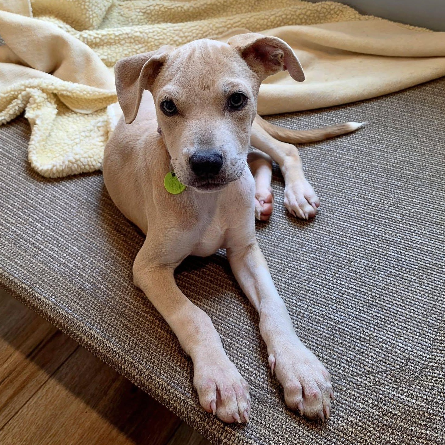Enlarge Rayne, a Adoptable mixed breed in Nashua, NH image 2/6