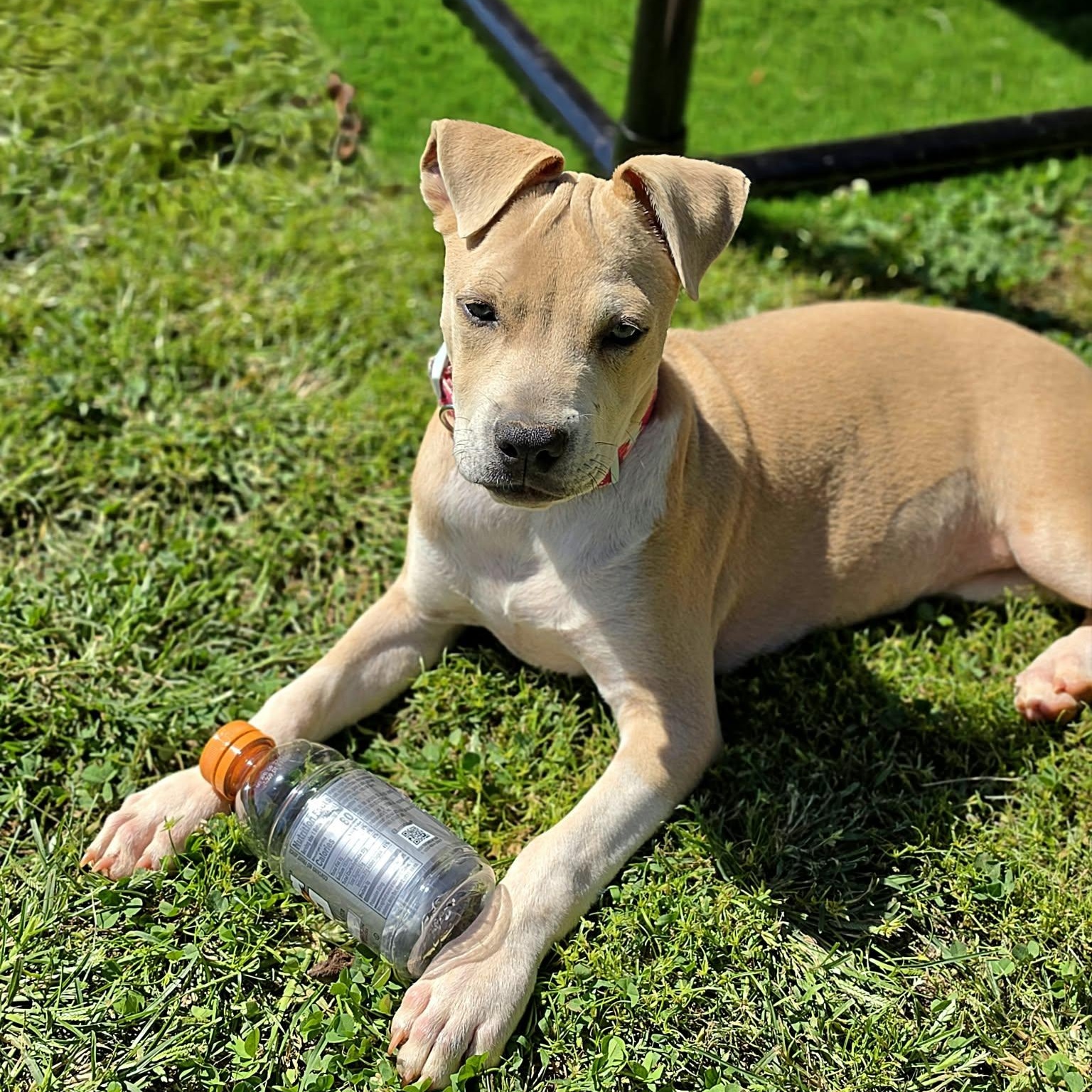 Rayne, Adoptable, Puppy Female Pit Bull Terrier.