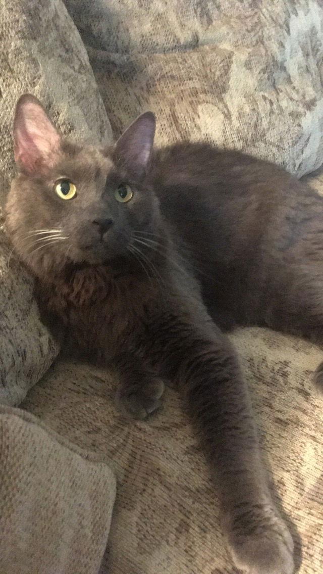 Caius, Adoptable, Adult Male Nebelung.