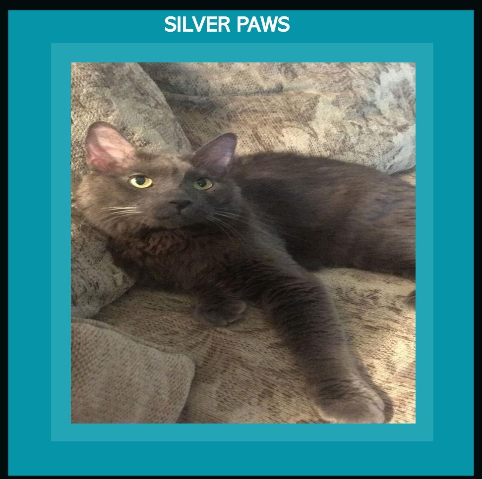 Caius, a Adoptable Nebelung in Royal Palm Beach, FL image 2/5