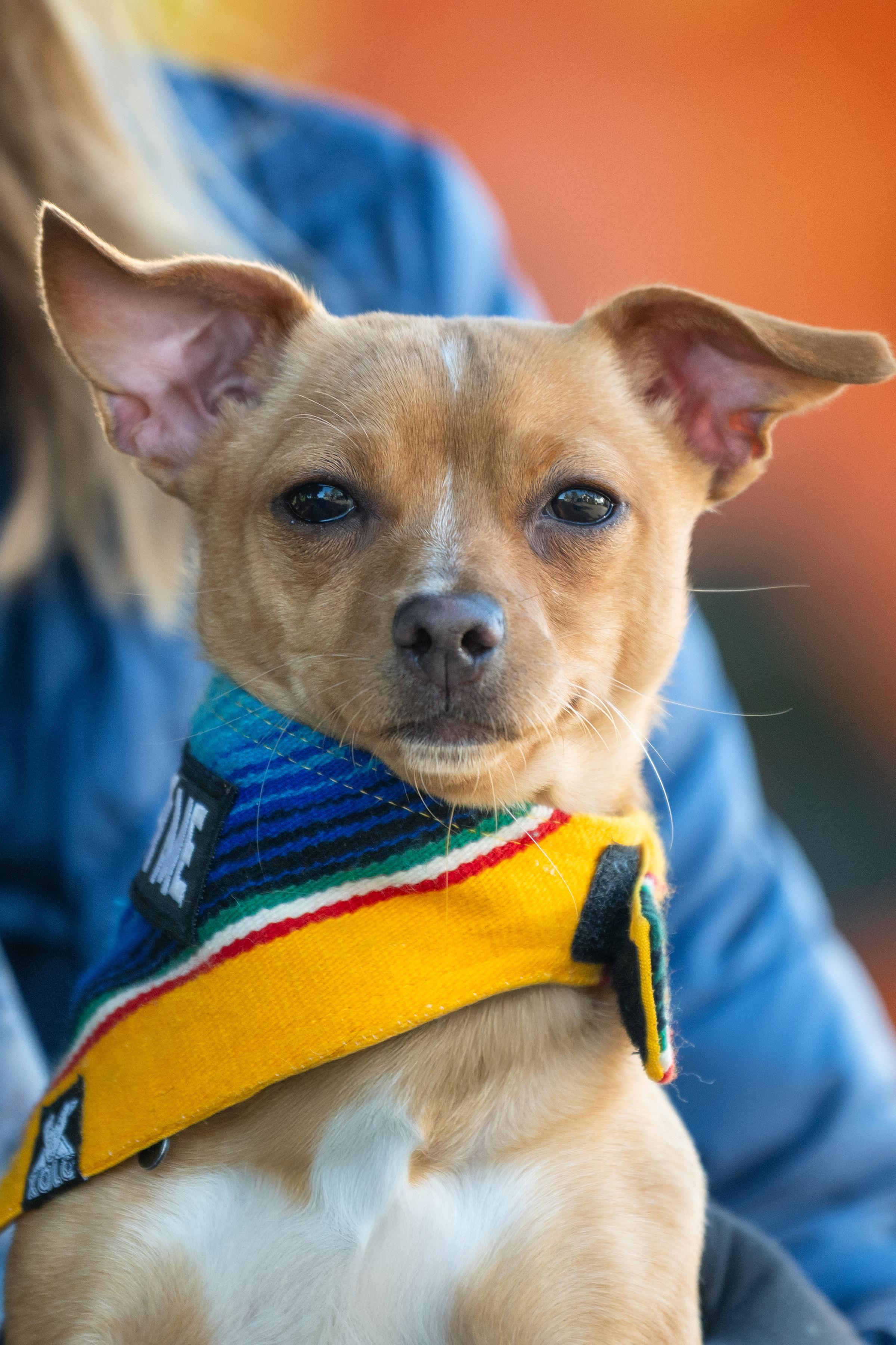 Cashew, adopted, Young Female Chihuahua & Terrier.