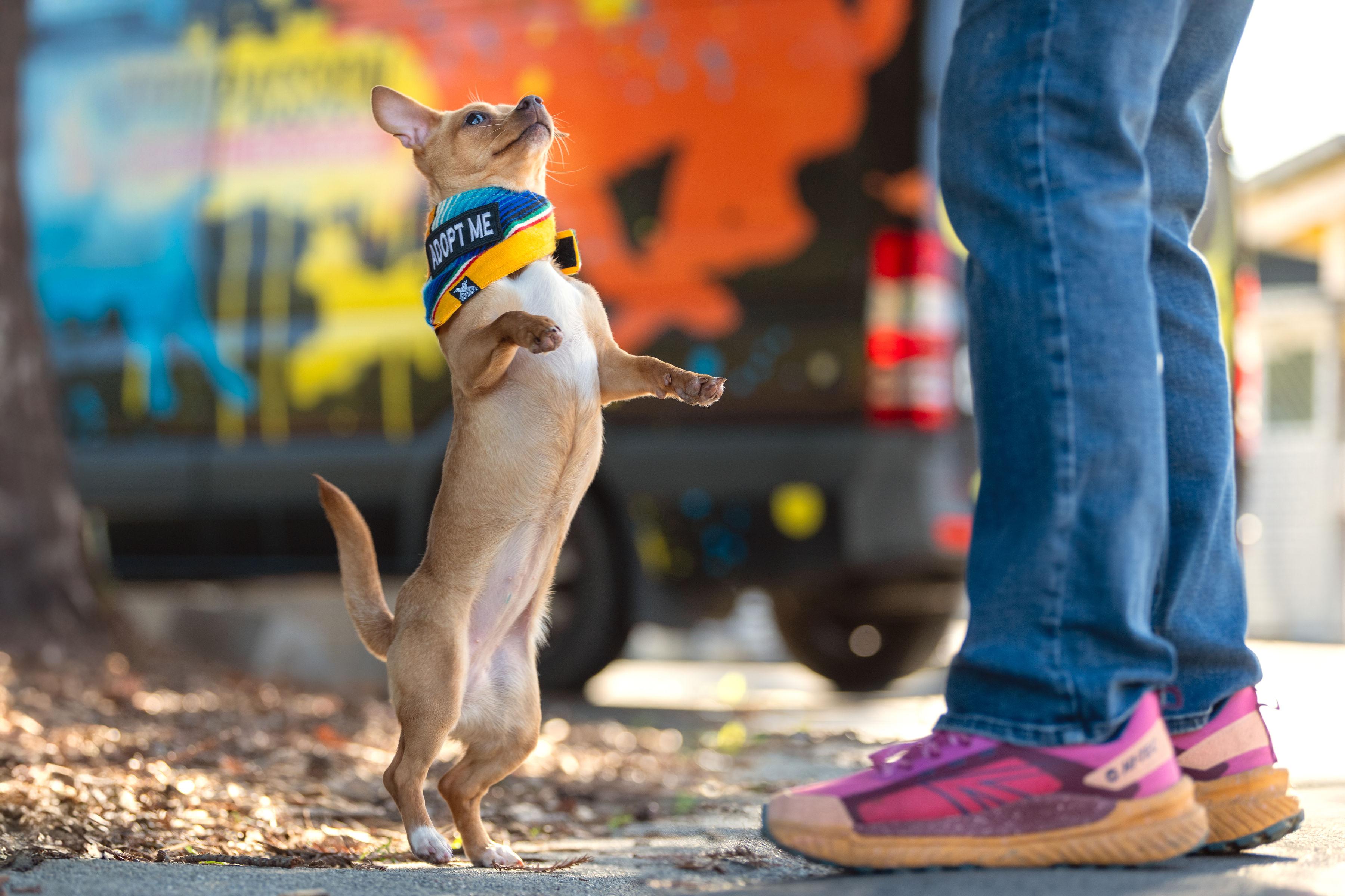 Enlarge Cashew, an adopted mixed breed in Santa Rosa, CA image 2/4