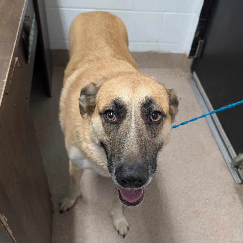 Enlarge Joanne, a Adoptable mixed breed in Ardmore, OK image 1/1