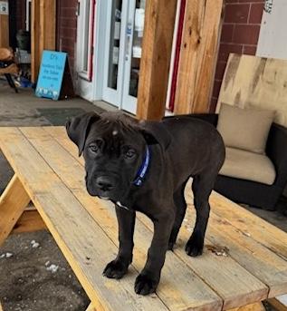 Vegas, a ADOPTABLE mixed breed in Bancroft, ON image 3/4