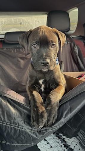 Vegas, a ADOPTABLE mixed breed in Bancroft, ON image 2/4