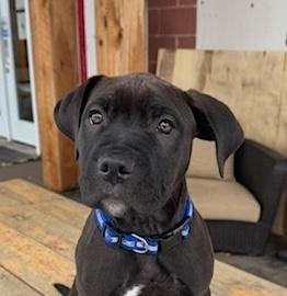 Vegas, a ADOPTABLE mixed breed in Bancroft, ON image 1/4