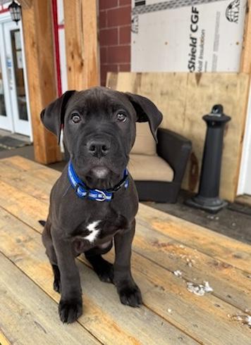 Vegas, a ADOPTABLE mixed breed in Bancroft, ON image 4/4