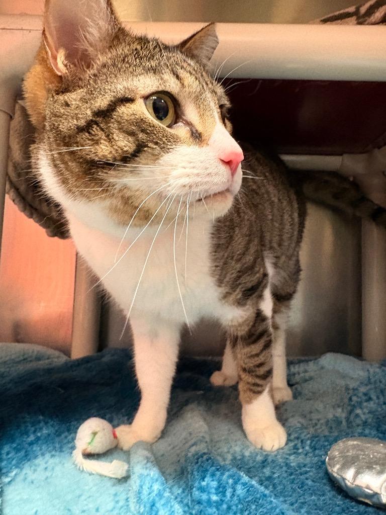 DJ Jazzy Jeff, Adoptable, Adult Male Domestic Short Hair.