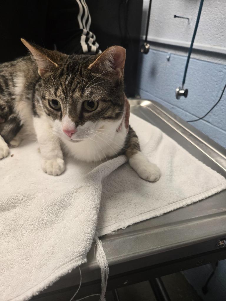 Enlarge DJ Jazzy Jeff, a Adoptable mixed breed in Detroit, MI image 2/4