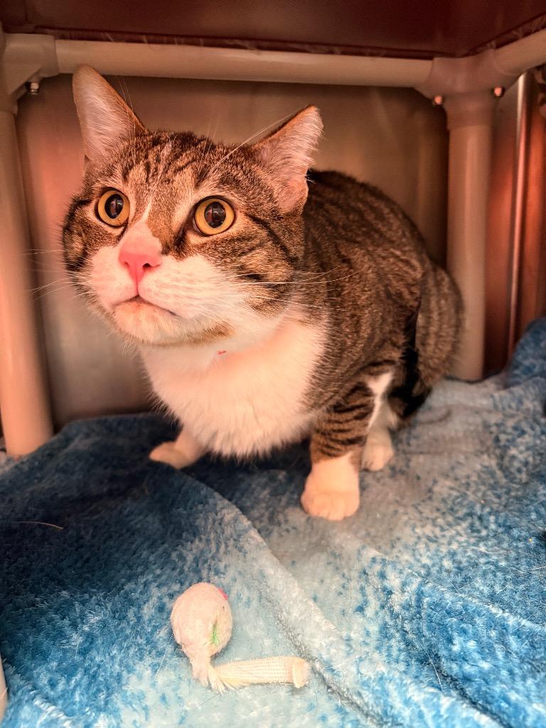 Enlarge DJ Jazzy Jeff, a Adoptable mixed breed in Detroit, MI image 3/4