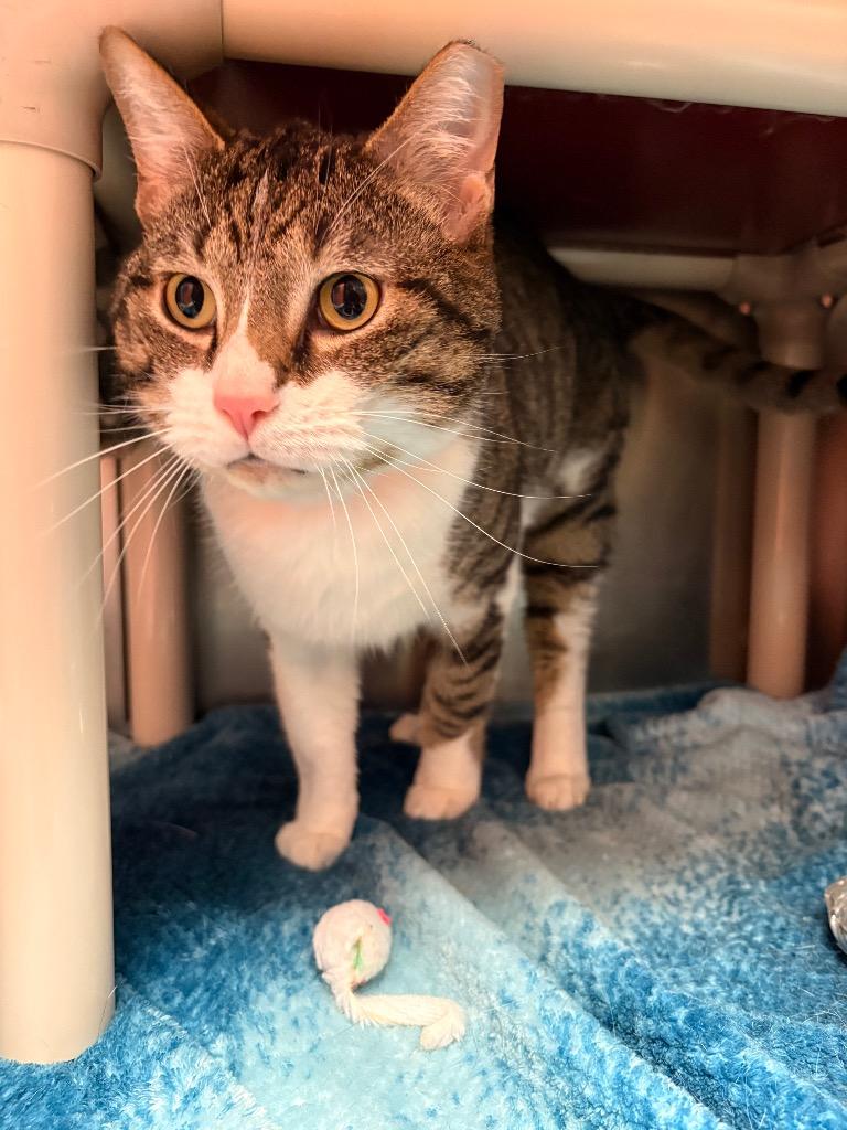 Enlarge DJ Jazzy Jeff, a Adoptable mixed breed in Detroit, MI image 4/4