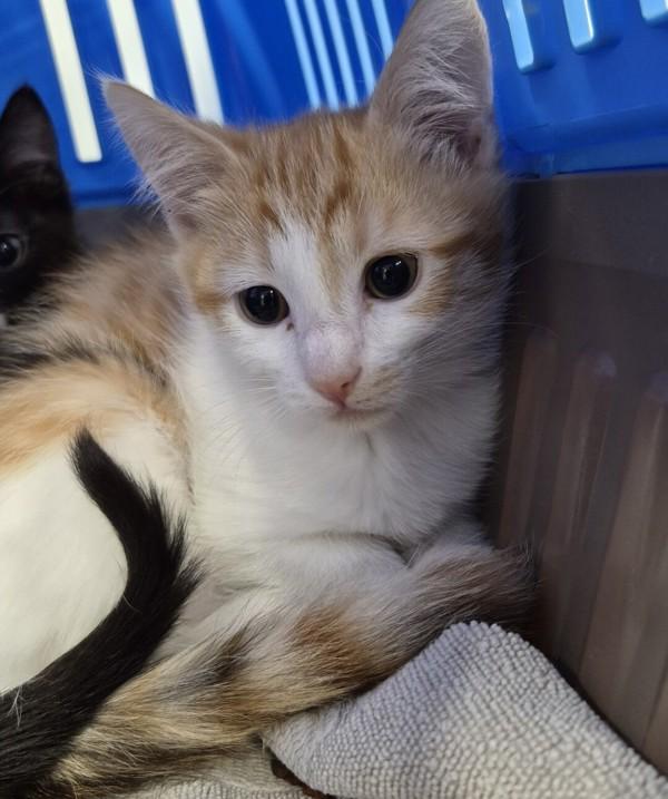 Oatmeal Raisin, Adoptable, Kitten Female Domestic Short Hair.