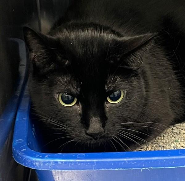 Mr. Blue, Adoptable, Adult Male Domestic Short Hair.