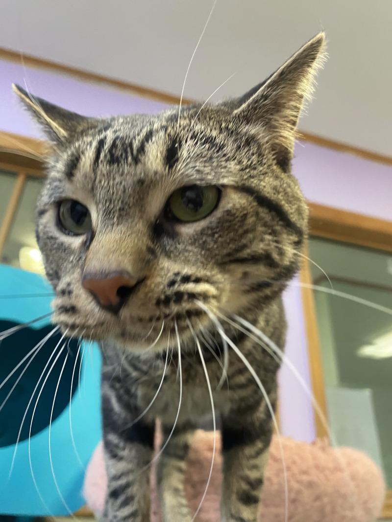 Hazel, Adoptable, Adult Male Tiger & Domestic Short Hair.