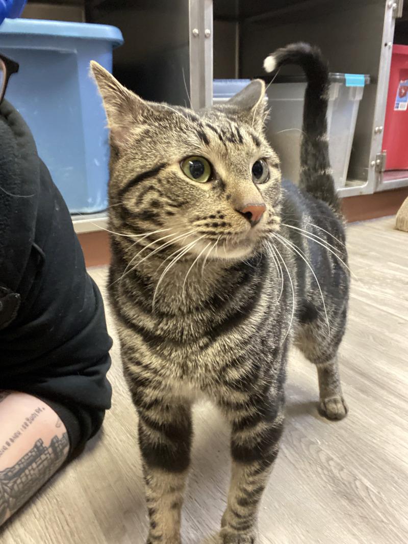 Hazel, a Adoptable mixed breed in Cortland, NY image 4/6