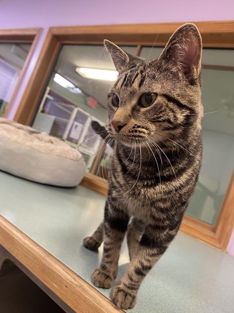 Enlarge Hazel, a Adoptable mixed breed in Cortland, NY image 2/6