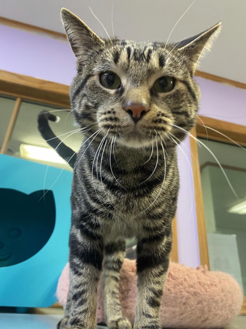 Enlarge Hazel, a Adoptable mixed breed in Cortland, NY image 5/6