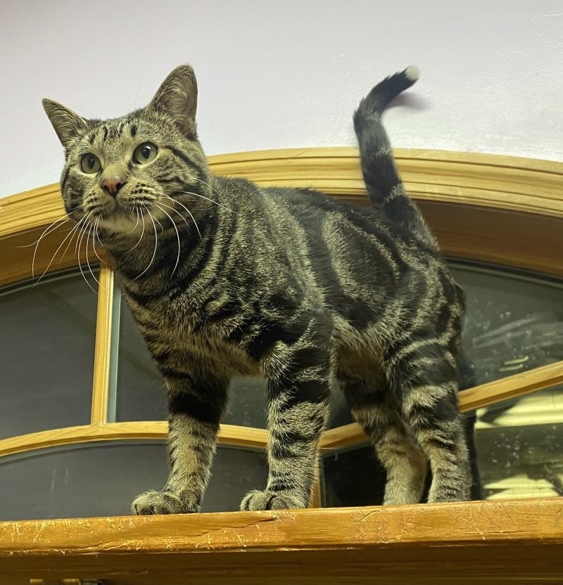 Hazel, a Adoptable mixed breed in Cortland, NY image 5/6