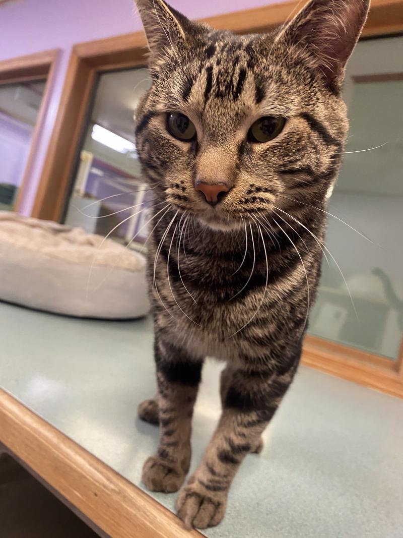 Hazel, a Adoptable mixed breed in Cortland, NY image 6/6