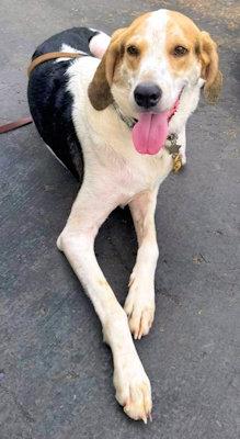 Walker (CA), a ADOPTABLE Treeing Walker Coonhound in Jackson, CA image 3/3