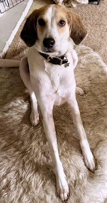Walker (CA), a ADOPTABLE Treeing Walker Coonhound in Jackson, CA image 2/3