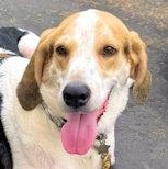 Walker (CA), a ADOPTABLE Treeing Walker Coonhound in Jackson, CA image 1/3