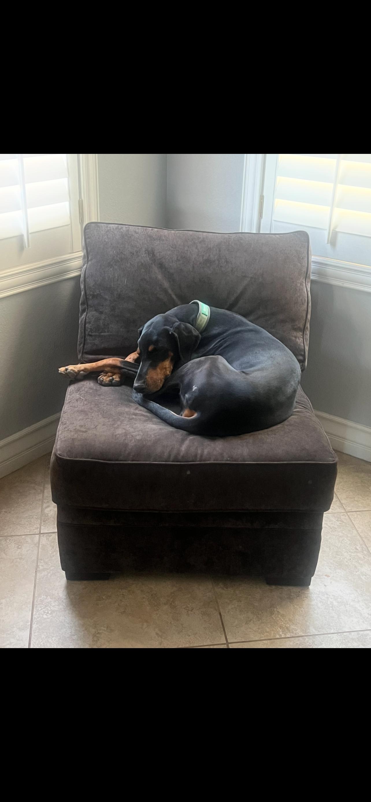 Roma, a ADOPTABLE Doberman Pinscher in Las Vegas, NV image 1/4