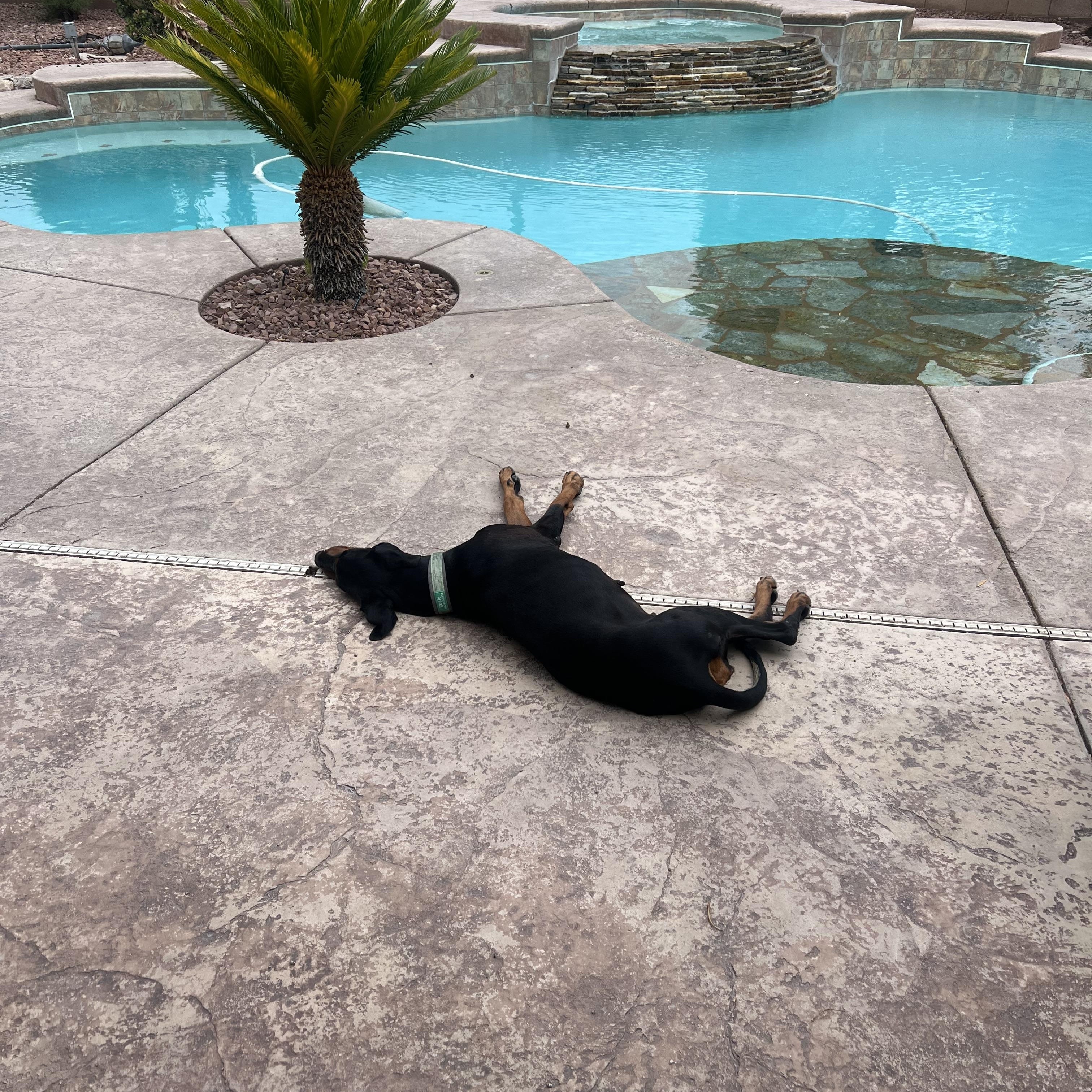 Roma, a ADOPTABLE Doberman Pinscher in Las Vegas, NV image 3/4