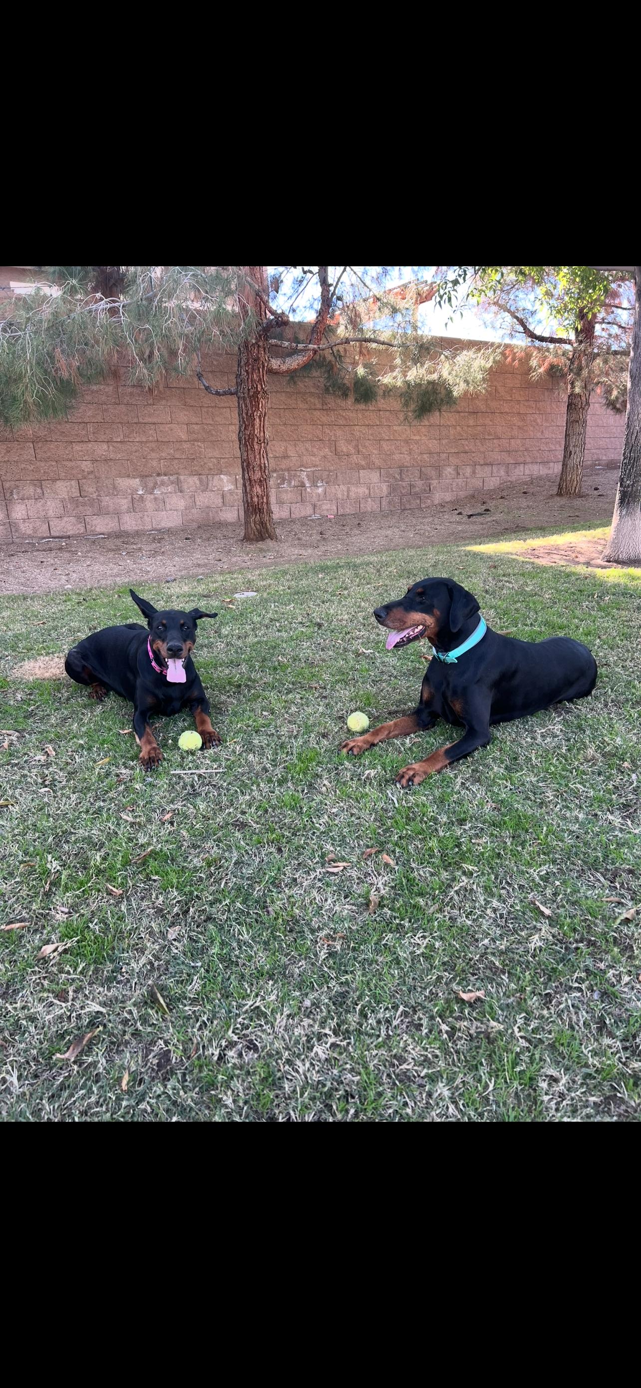 Roma, a ADOPTABLE Doberman Pinscher in Las Vegas, NV image 4/4