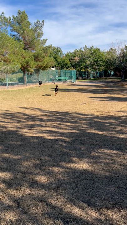 Enlarge Roma, a ADOPTABLE Doberman Pinscher in Las Vegas, NV video 2/4