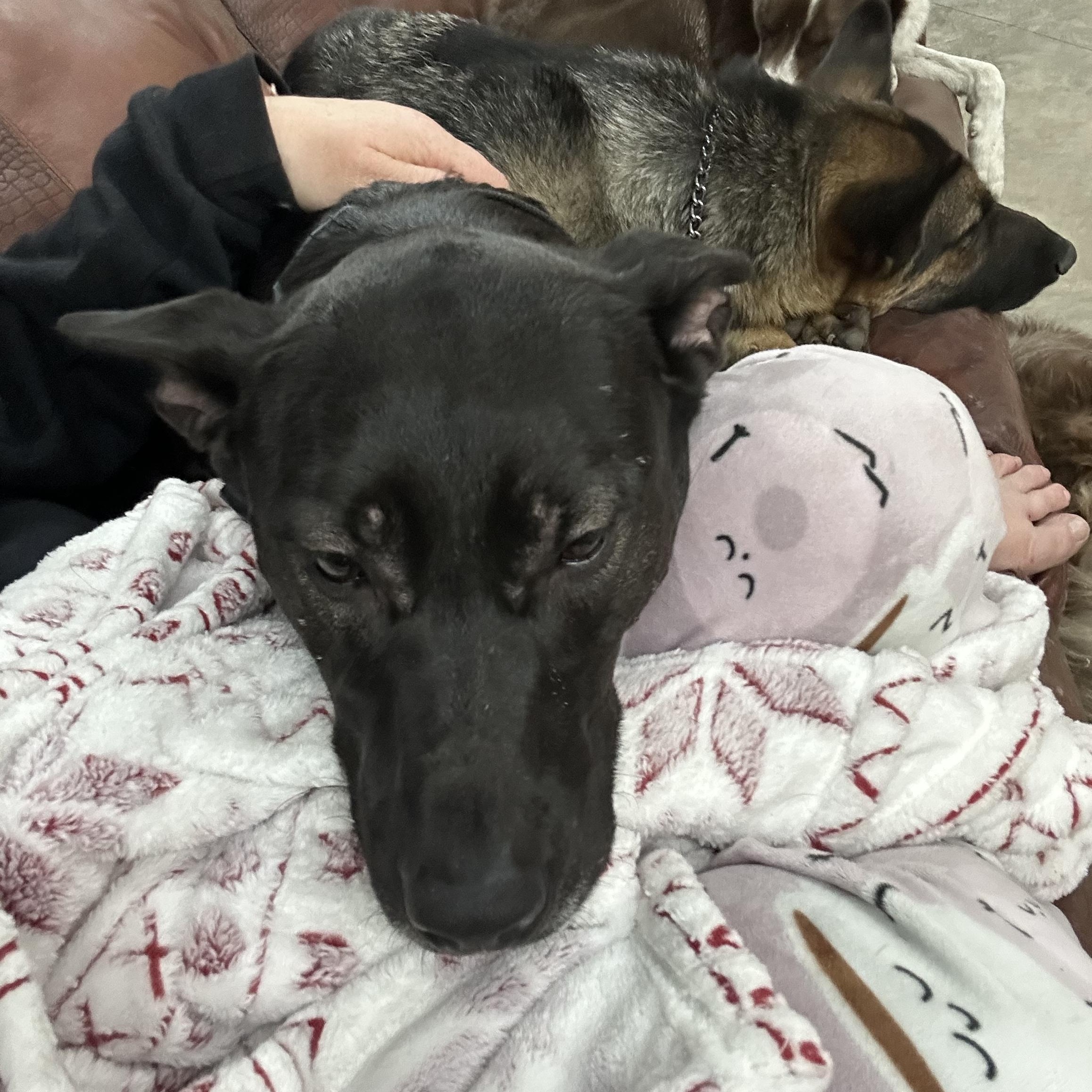 Enlarge Poppy, a ADOPTABLE mixed breed in COEUR D ALENE, ID image 2/2