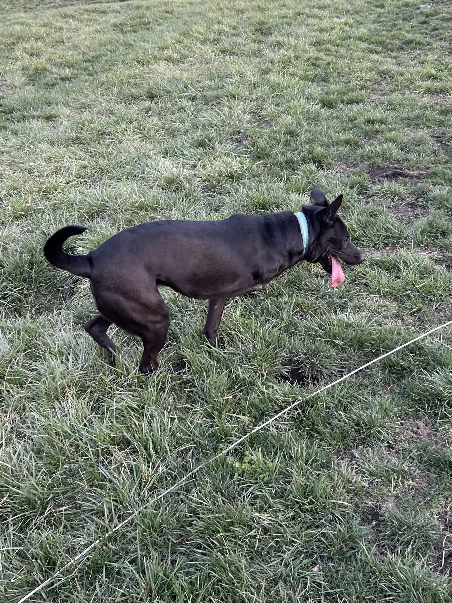 Poppy, adoptable, Young Female German Shepherd Dog & Black Labrador Retriever.