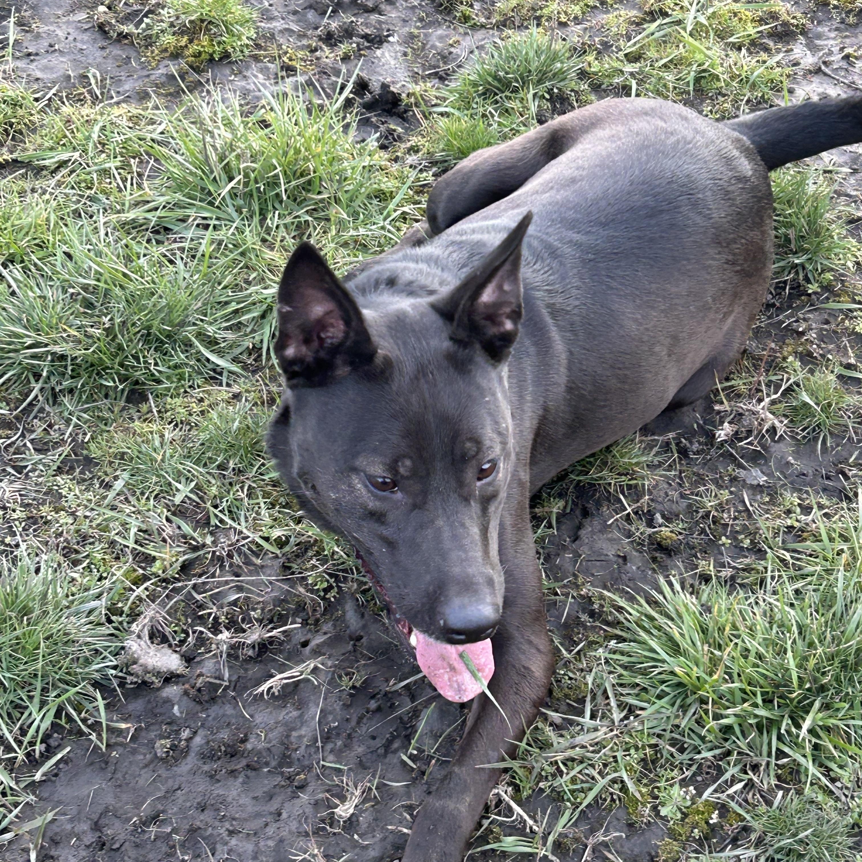 Enlarge Poppy, an adoptable mixed breed in COEUR D ALENE, ID image 4/4
