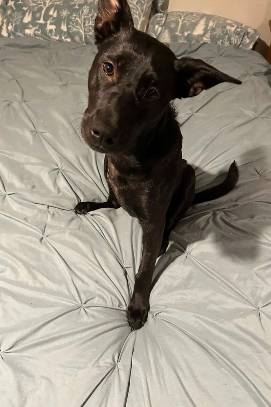 Enlarge Poppy, a ADOPTABLE mixed breed in COEUR D ALENE, ID image 1/2