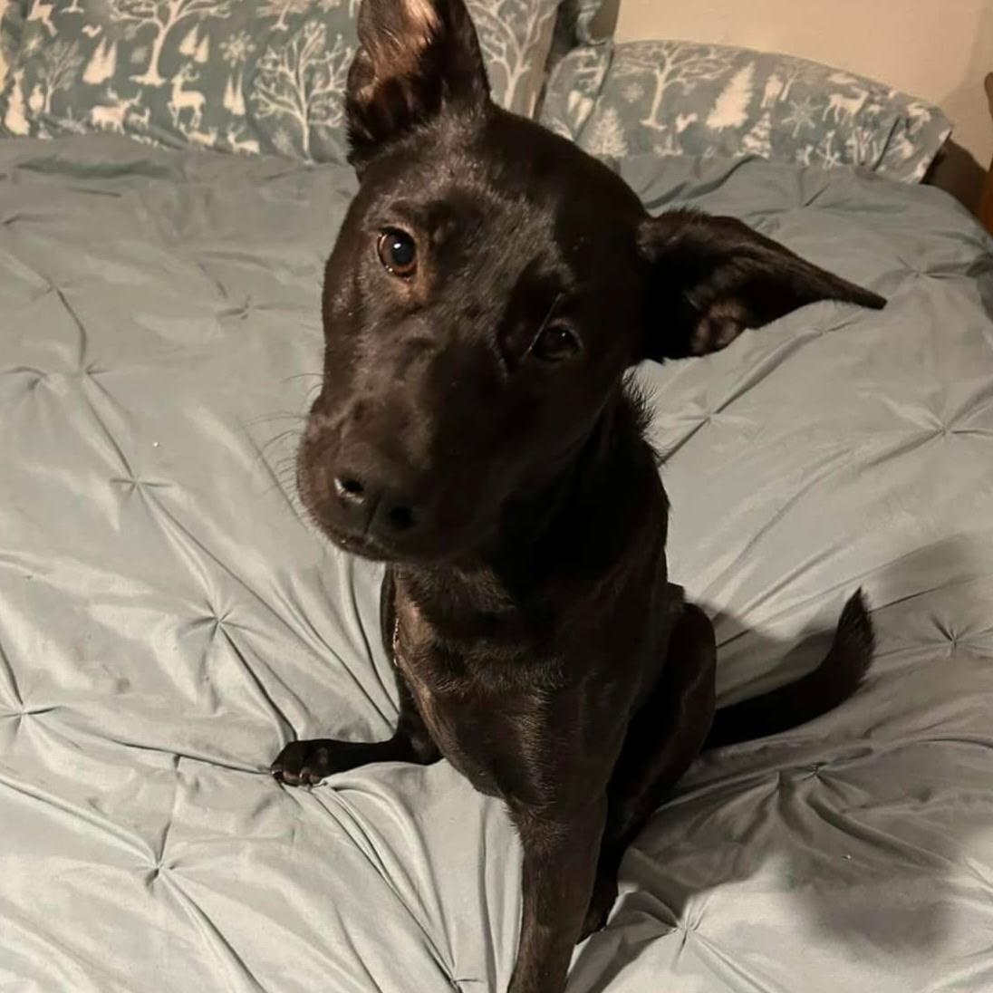 Enlarge Poppy, an adoptable mixed breed in COEUR D ALENE, ID image 2/4