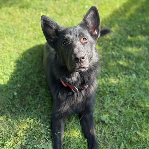 Damian- Reduced Adoption Fee, ADOPTABLE, Adult Male German Shepherd Dog.