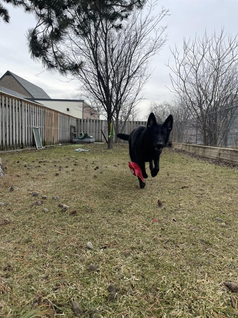 Enlarge Damian, a ADOPTABLE German Shepherd Dog in Mississauga, ON image 5/5