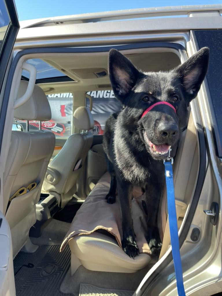 Enlarge Damian, a ADOPTABLE German Shepherd Dog in Mississauga, ON image 3/5