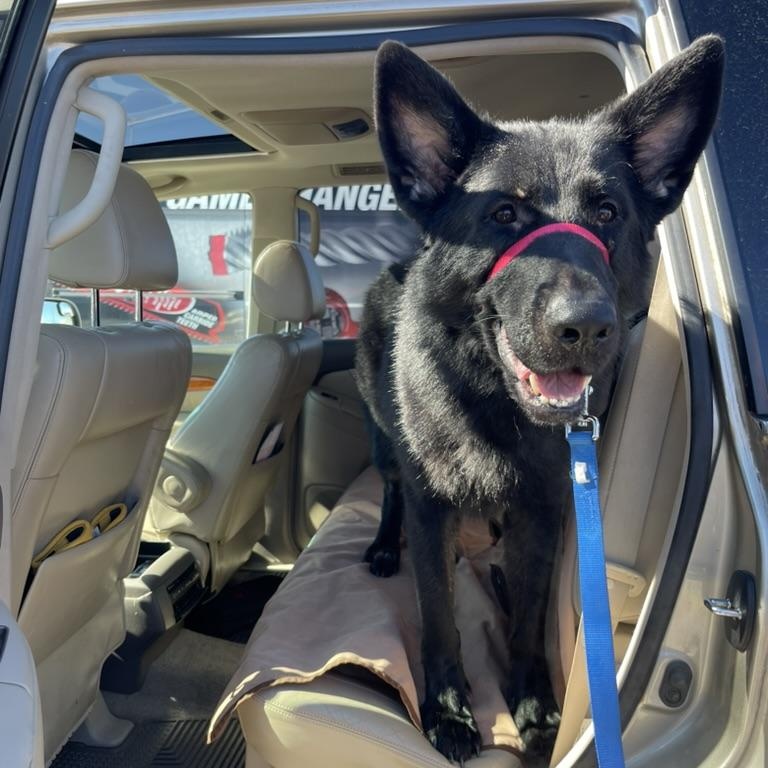 Enlarge Damian, a ADOPTABLE German Shepherd Dog in Mississauga, ON image 2/6