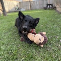 Enlarge Damian, a ADOPTABLE German Shepherd Dog in Mississauga, ON image 3/6