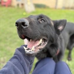 Enlarge Damian, a ADOPTABLE German Shepherd Dog in Mississauga, ON image 4/6