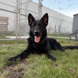 Enlarge Damian, a ADOPTABLE German Shepherd Dog in Mississauga, ON image 5/6