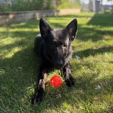 Damian- Reduced Adoption Fee, a ADOPTABLE German Shepherd Dog in Mississauga, ON image 6/6